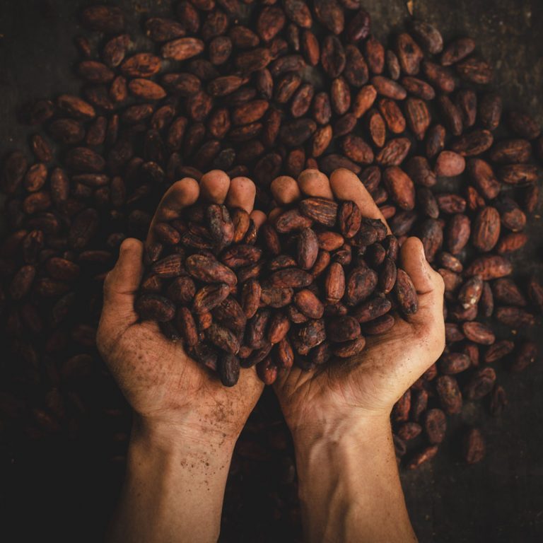 cacao