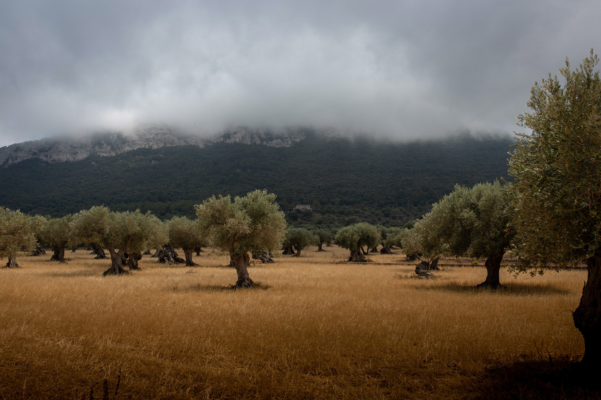 olive_groves_field_rainy