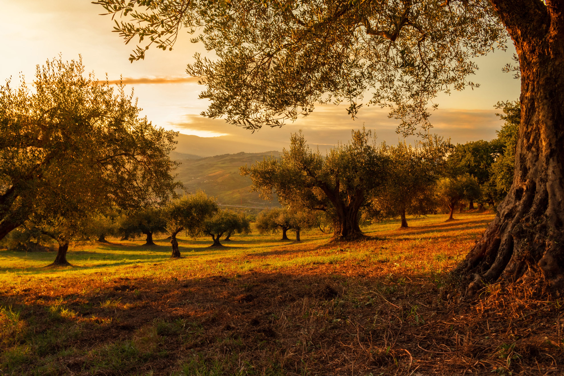 olive_groves_field_sunny