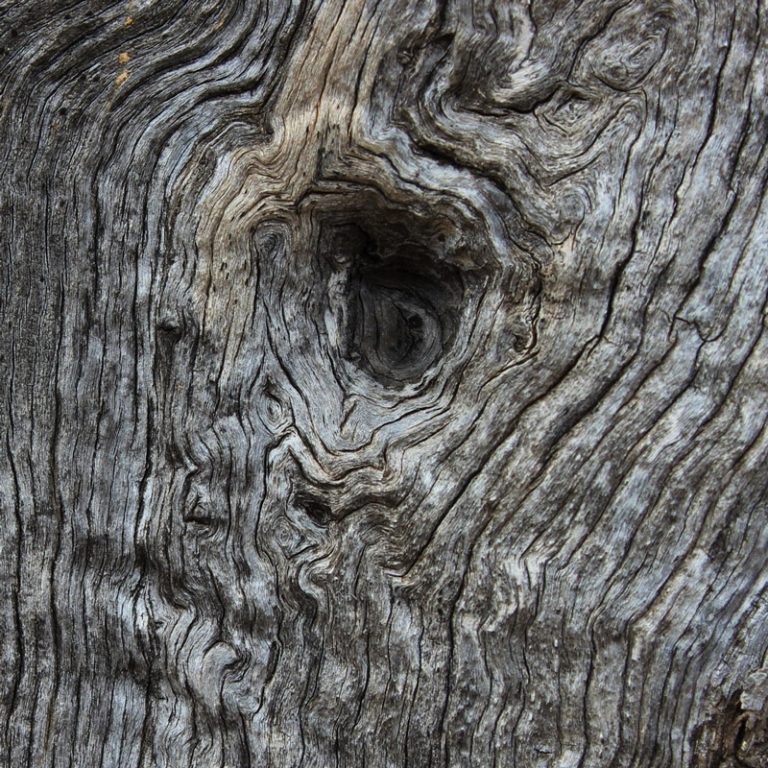 olive_tree_bark_square